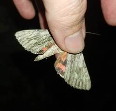 Catocala coccinata