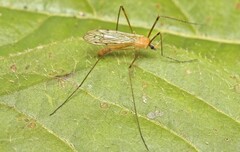 Limonia phragmitidis