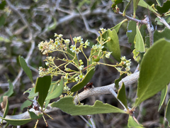 Gymnosporia buxifolia