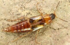 Lordithon trinotatus