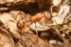 Myrmica ruginodis