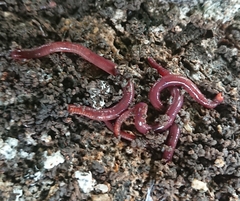 Eisenia fetida