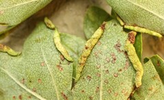 Phyllocoptes goniothorax