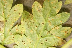 Puccinia chaerophylli