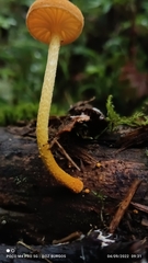 Cyptotrama chrysopepla