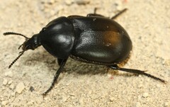 Ablattaria laevigata