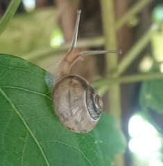 Fruticicola fruticum