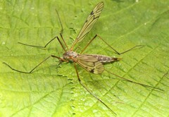 Tipula submarmorata