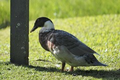 Anas platyrhynchos × Cairina moschata