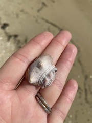 Stramonita canaliculata