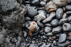 Myiarchus magnirostris