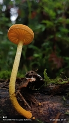 Cyptotrama chrysopepla