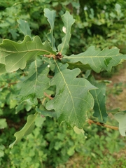 Neuroterus albipes