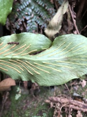 Loxogramme formosana