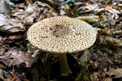 Echinoderma asperum