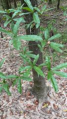 Quercus phellos
