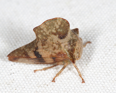 Telamona maculata