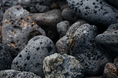Schistocerca melanocera