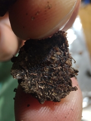 Wynnea americana