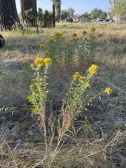 Chrysothamnus viscidiflorus
