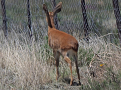Raphicerus campestris campestris