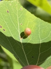 Harmandiola tremulae