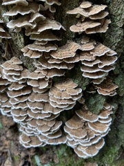 Trametes versicolor