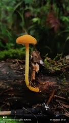 Cyptotrama chrysopepla