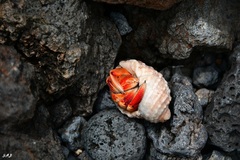 Coenobita compressus