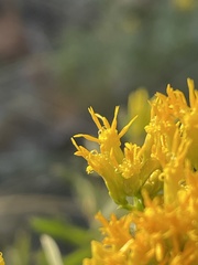 Chrysothamnus viscidiflorus