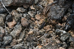 Schistocerca melanocera
