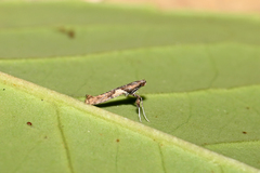 Caloptilia