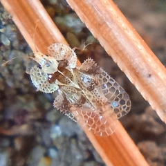 Corythucha arcuata