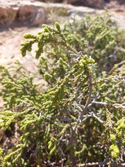 Thymelaea hirsuta