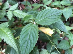 Impatiens tayemonii
