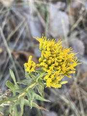 Chrysothamnus viscidiflorus