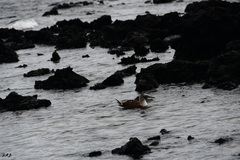 Sula nebouxii excisa