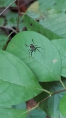 Mangora