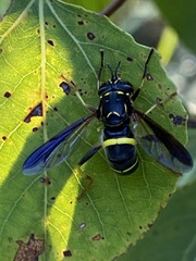Spilomyia sayi