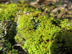 Fissidens