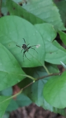 Mangora