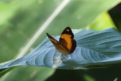 Cupha prosope
