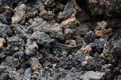 Schistocerca melanocera