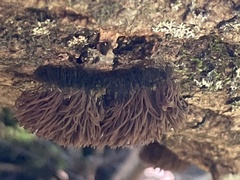 Stemonitis splendens