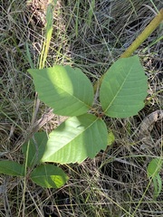 Toxicodendron rydbergii