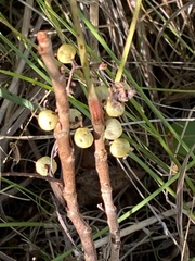 Toxicodendron rydbergii