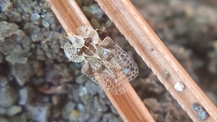 Corythucha arcuata
