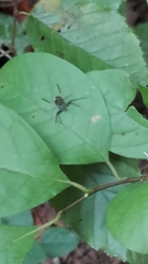 Mangora