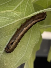 Spodoptera ornithogalli