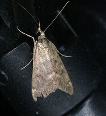 Achyra rantalis